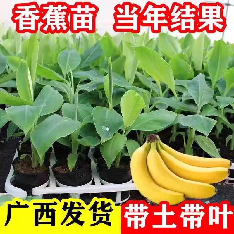 香蕉树苗芭蕉树小米蕉苗粉蕉皇帝焦西贡蕉红蕉中蕉9号带土阳台