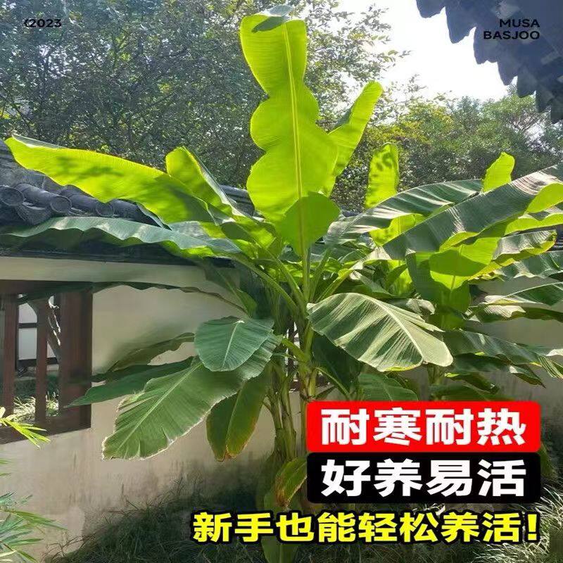 芭蕉树苗矮化蕉树苗南方苹果蕉小米蕉苗粉蕉苗抗寒盆栽矮脚香蕉