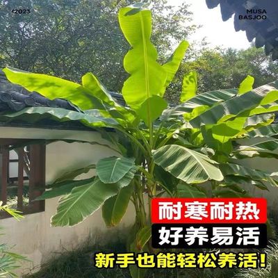 芭蕉树苗矮化蕉树苗南方苹果蕉小米蕉苗粉蕉苗抗寒盆栽矮脚香蕉