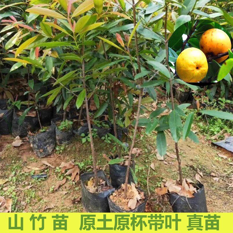 山竹树苗岭南黄金山竹果树苗嫁接盆栽庭院种植当年结果南方风景