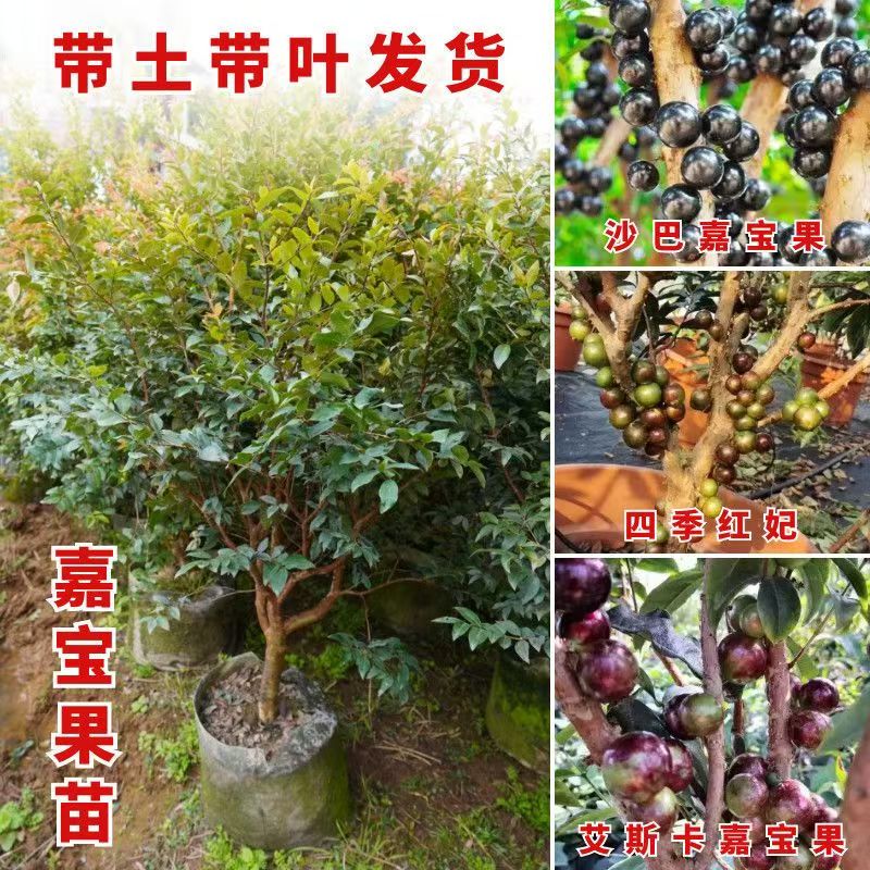 四季嘉宝果树果苗沙巴艾斯卡树葡萄苗果树庭院名贵南北方种植盆栽
