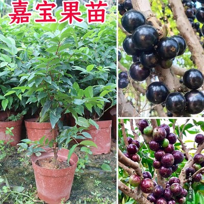 嘉宝果苗树树葡萄沙巴四季早生红妃猩红艾斯卡福冈大树苗果树