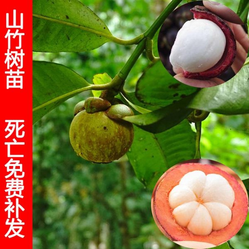 山竹树苗泰国无籽山竹果树苗南方北方种植盆栽地栽树苗当年结果