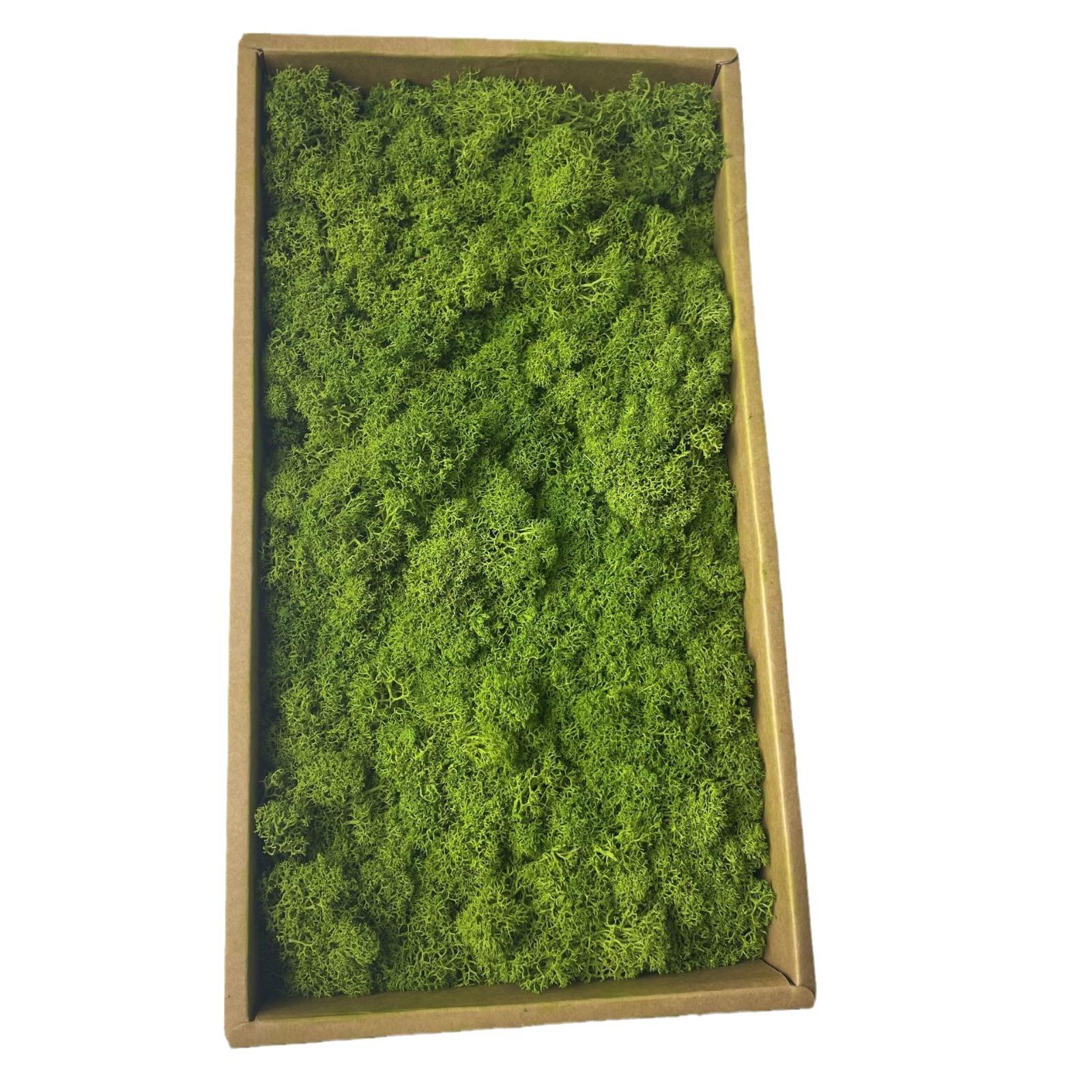 花藓者永生苔植物I造墙景微景观pb苔藓2装饰DY花材驯鹿藓珊瑚草青