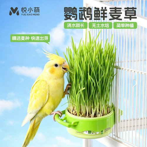 悦小萌鹦鹉食用新鲜小麦草罐头虎皮牡丹玄凤小太阳零食鸟粮草饲料