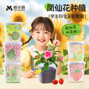凤仙花种籽种植小盆栽四年级学生科学实验套装儿童植物生长观察盒