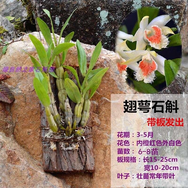 带花苞翅萼石斛翅鄂黑毛石斛盆栽铁皮赤水金钗叠鞘石斛兰花卉包邮