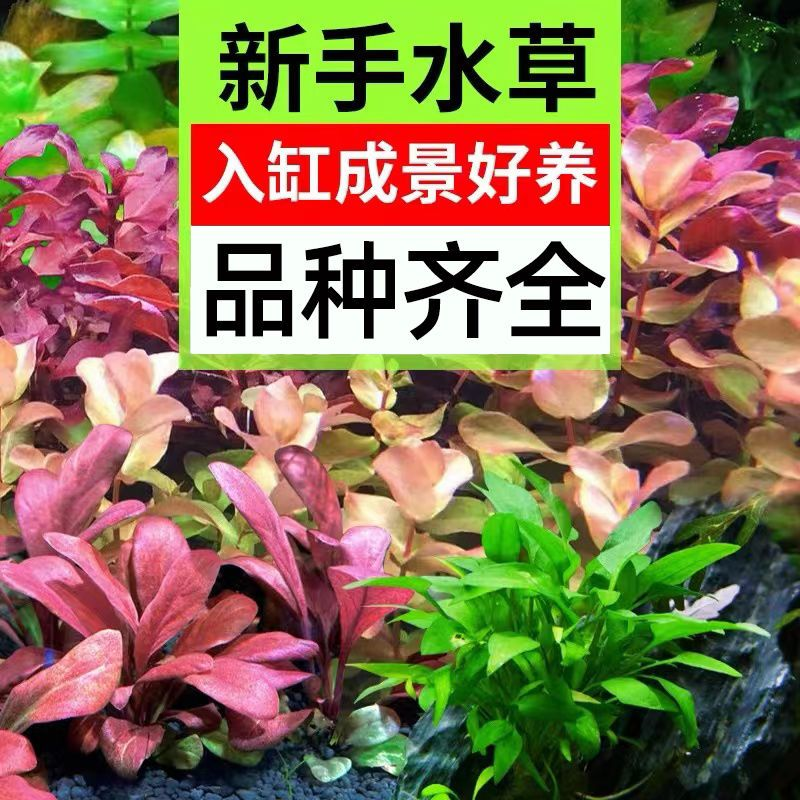 鱼缸水草植物真草造景套餐阴性水草绿植装饰淡水无土增氧水培植物