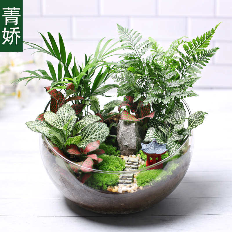 20c苔藓diy微景观生态瓶绿植物种植材料包切组合套装暖场活动大号