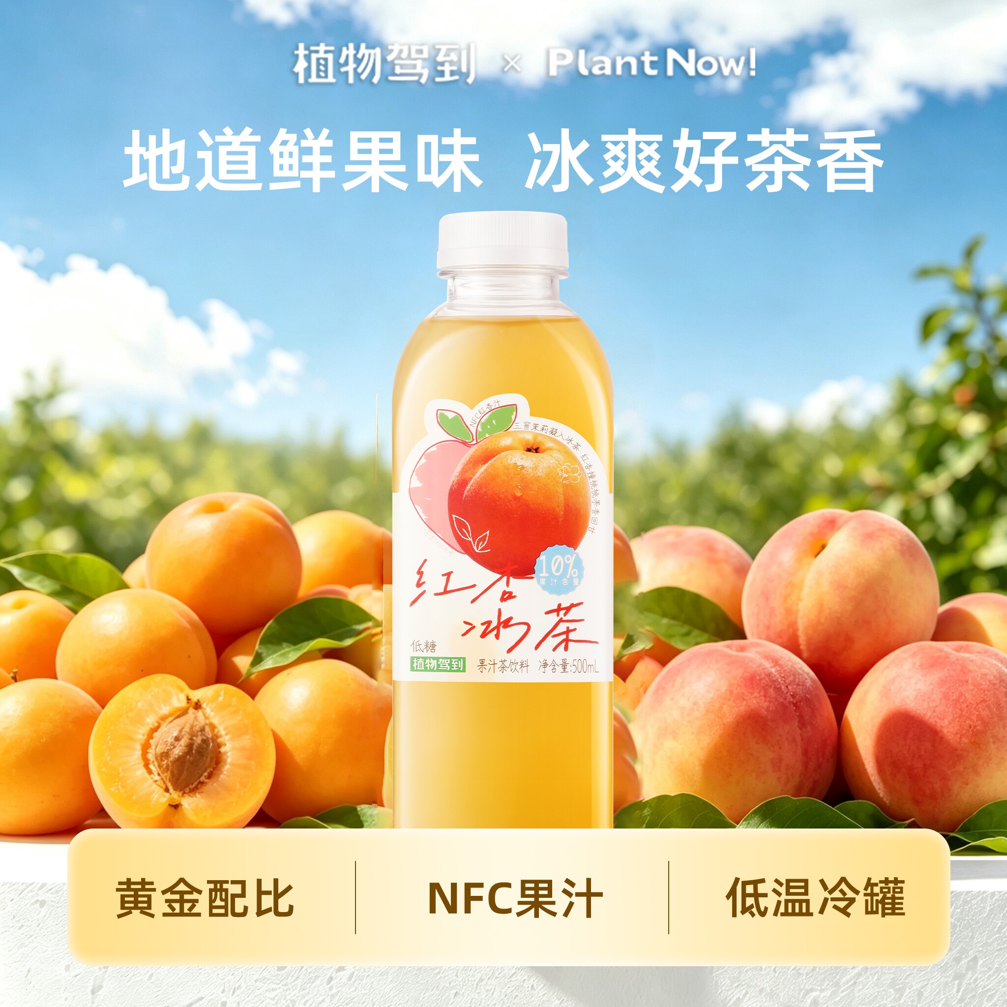 红杏毛丹山竹芭乐冰茶500ml图片