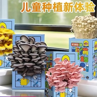 蘑菇种植菌包平菇金针菇家庭室内种植蘑菇科学小实验儿童益智玩具