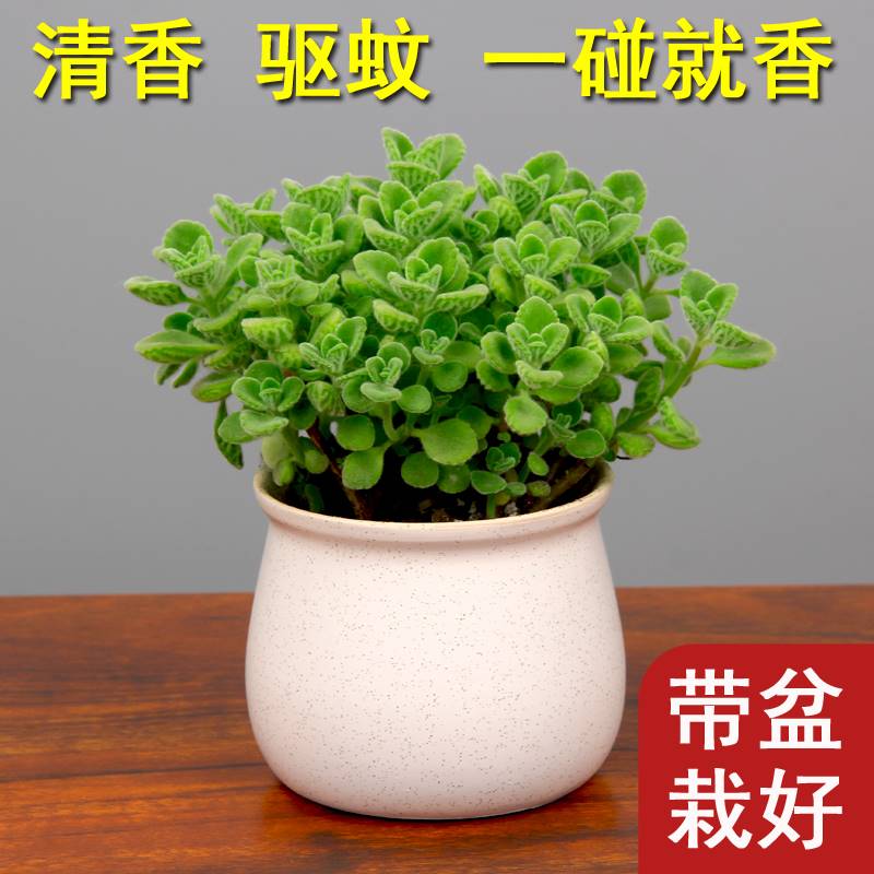 碰碰香盆栽植物室内花卉迷你桌面办公室书房驱蚊趣味小绿植一抹香