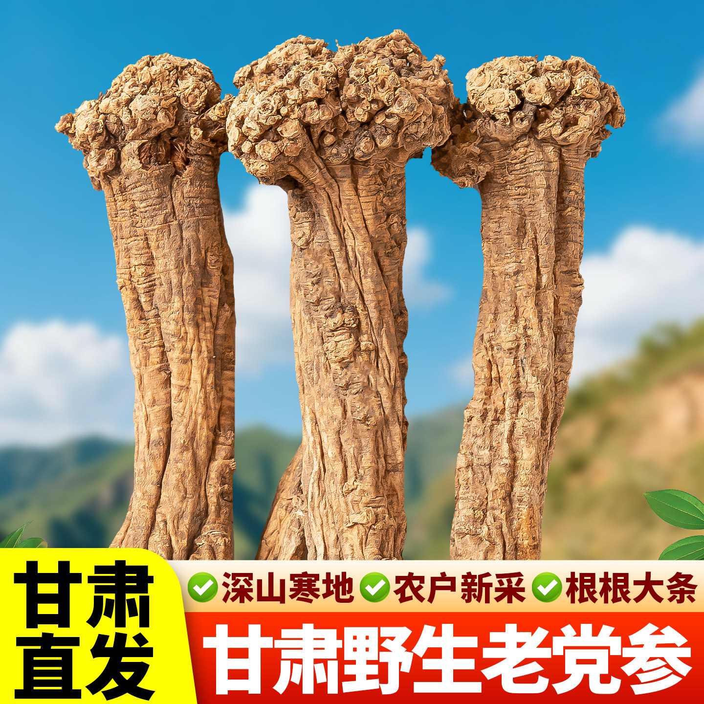 野生党参甘肃岷县中药材正品