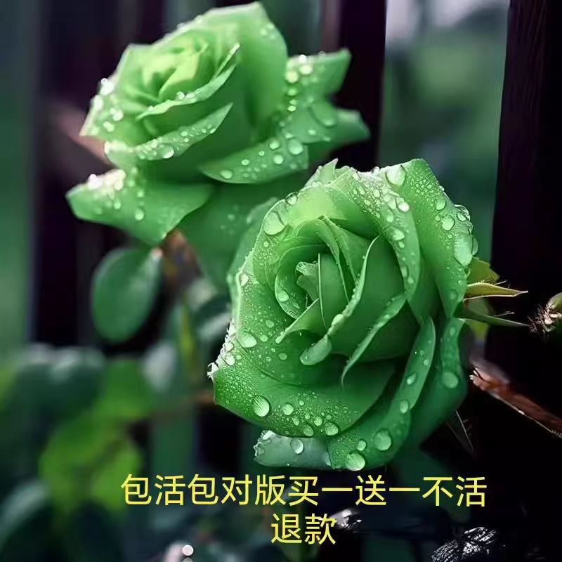 珍妮莫罗浓香月季大苗白色玫瑰盆栽阳台庭院花卉植物勤花吸色效果-封面