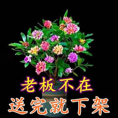 金边瑞香盆栽浓香型带花苞室内老桩客厅观花植物耐寒花卉四季开花