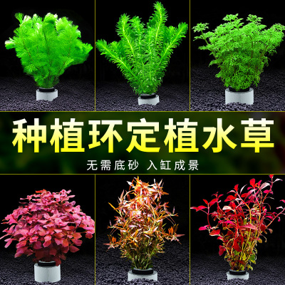 水草植物鱼缸造景阴性真草定植全套餐增氧水兰蜈蚣草绿菊水榕水草