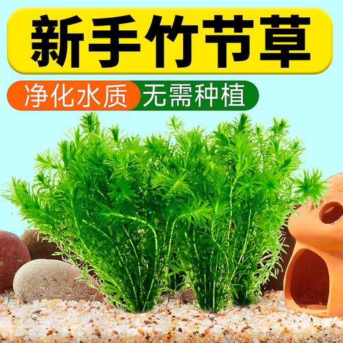 阴性水草净化水质和鱼共养