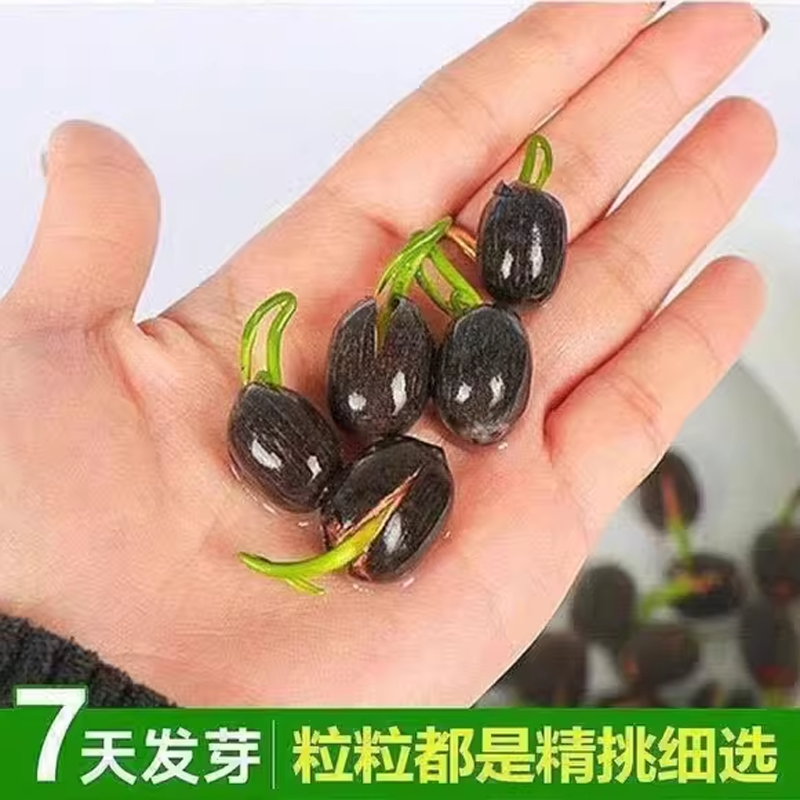 鱼缸莲子迷你碗莲造景