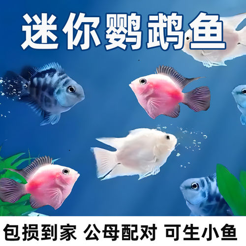迷你鹦鹉鱼苗耐活可繁殖热带淡水