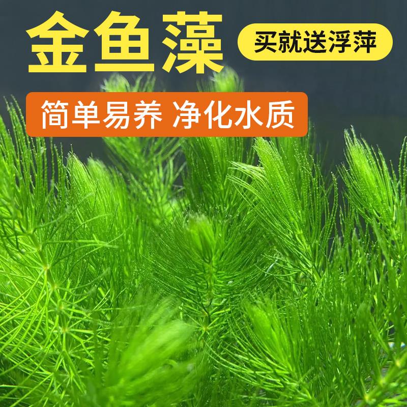 金鱼藻蜈蚣草水草植物绿菊鱼缸造景水培真草养鱼草缸绿植净水新手