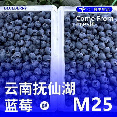 M25花香纯甜京东云南抚仙湖蓝莓现采现摘花青素脆甜大蓝莓