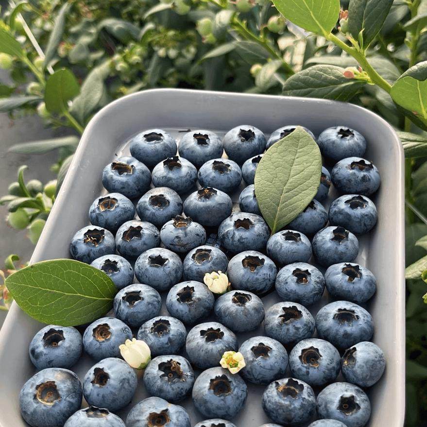 加量还降价云南25号纯甜花香蓝莓脆甜爆汁新鲜采摘露天应季脆好吃