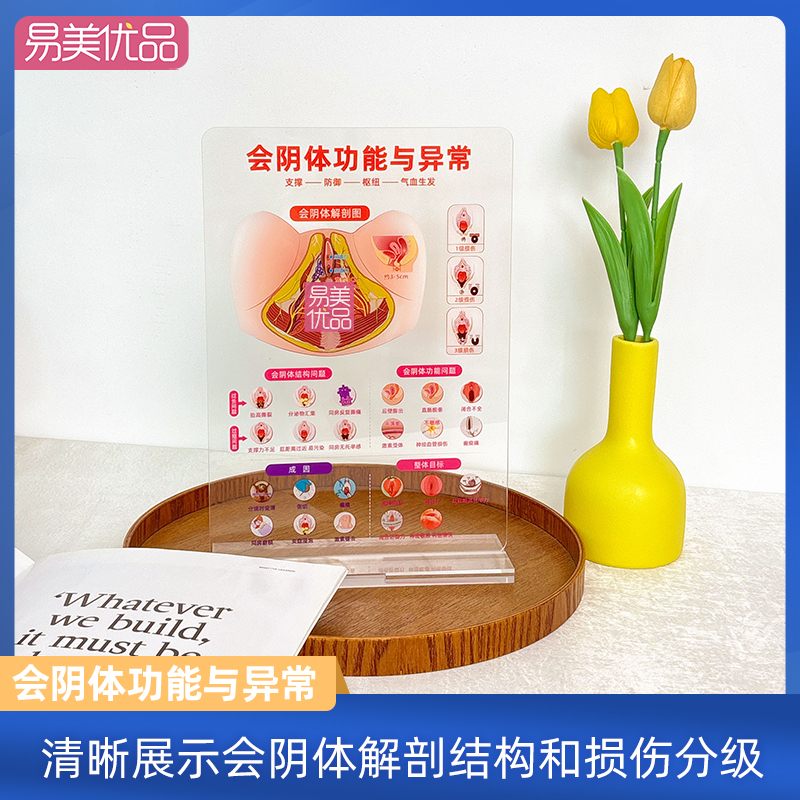 会阴体功能与异常亚克力摆件私密健康宣教模型美容院专业护理工具