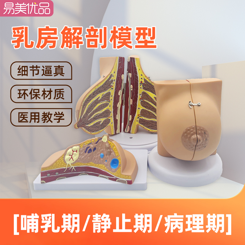 医学女性乳房结构造教学模型胸部解剖教具静止哺乳病理期催乳月嫂