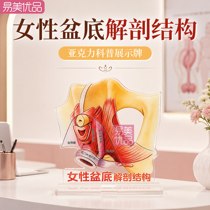 女性盆底肌解剖科普展示牌产后康复护理培训教具盆腔结构讲解图