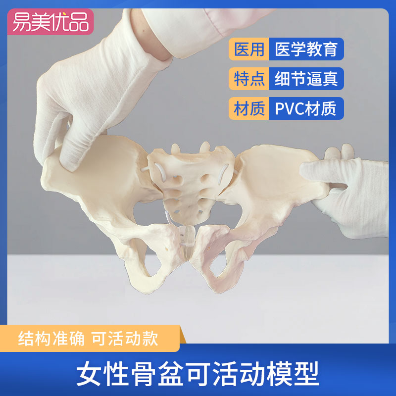 1比1迷你关节可活动骨盆模型康复动态可示范教具弯曲耻骨联合骶髂
