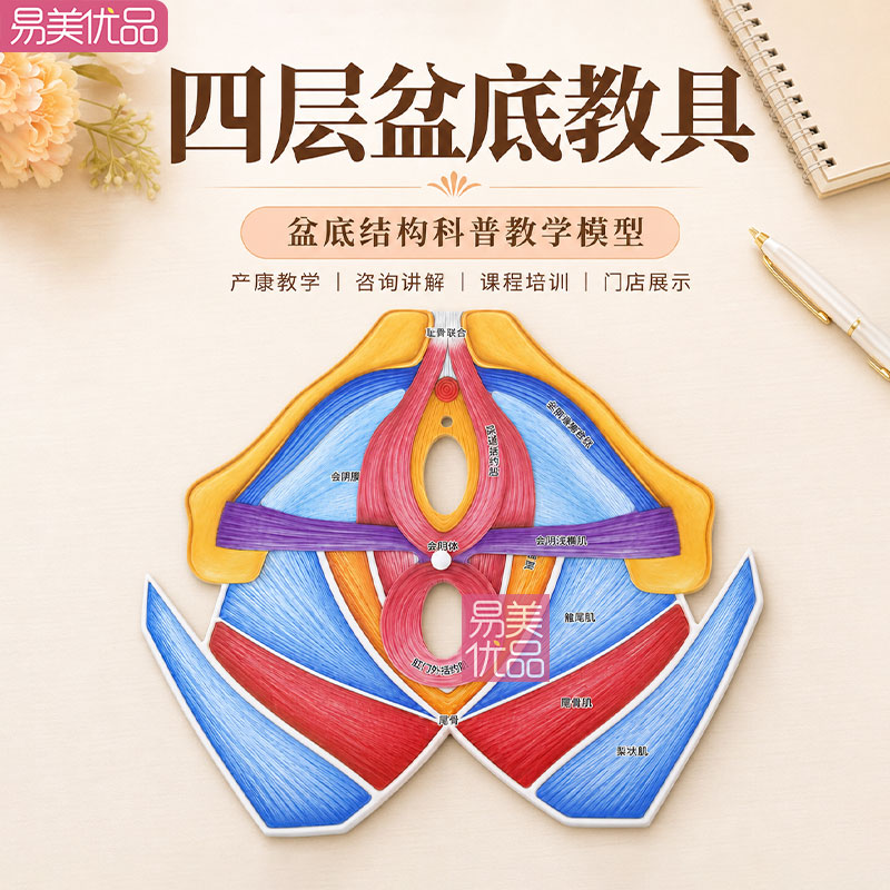 女性盆底肌教学模型四层盆底结构教具产后康复护理课程培训演示