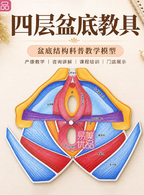 女性盆底肌教学模型四层盆底结构教具产后康复护理课程培训演示