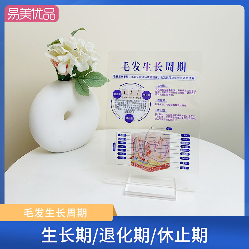 人体毛发生长周期亚克力摆台医美医疗整形机构医患沟通知识科普