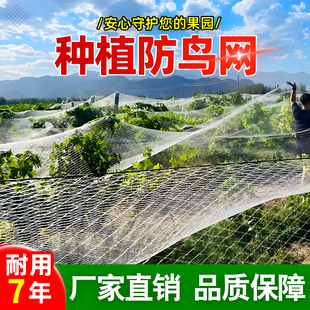 种植防鸟网果园果树防鸟尼龙网大棚防乌网阳台樱桃葡萄防小鸟的网