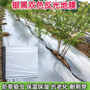 银黑双色地膜聚光增色