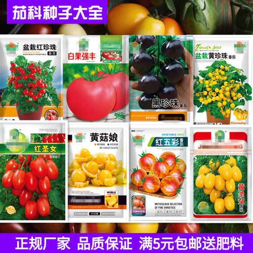 千禧小番茄圣女果西红柿家庭蔬菜种子孑紫茄子四季阳台盆栽小柿子