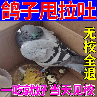 鸽子甩拉吐药特效预防沙门氏菌腺病毒黄白拉绿便抗应激新城常见病