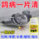 鸽子专用药治鸡鸭鹅流发感烧感咳冒嗽黄白血痢抗病疾毒特效预防药