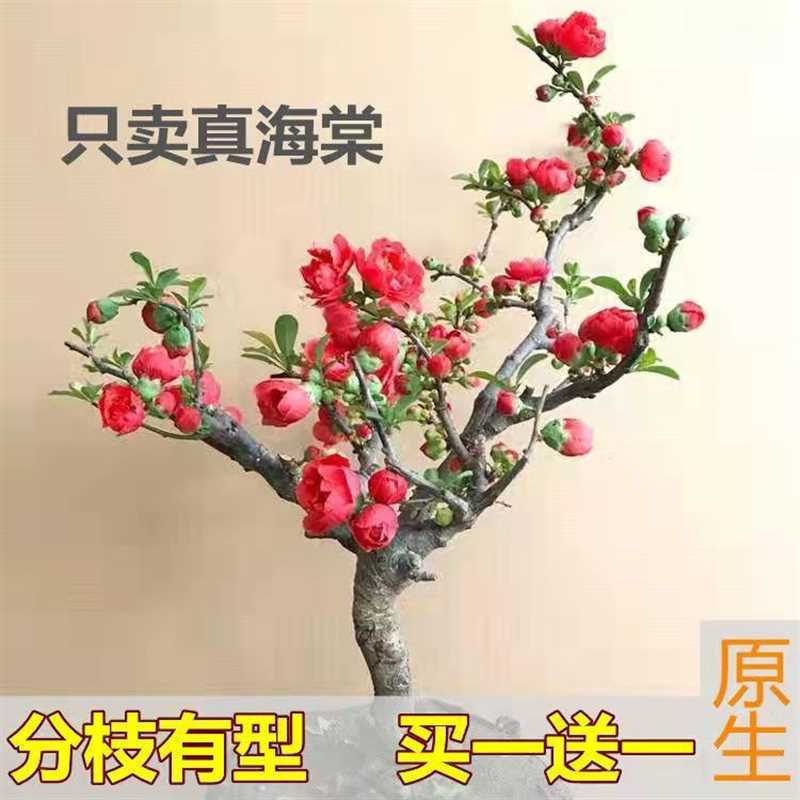 海棠花盆栽盆景四季开花耐寒花卉绿植长寿冠叶子开花