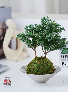 【放轻松】蓝色瓦松苔藓球—盆栽客厅办公室内桌面绿植净化空气