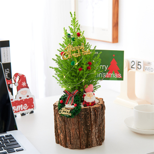 圣诞礼物小香松圣诞树盆栽办公桌面室内植物送礼礼物好养绿植