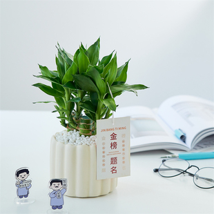 金榜题名文昌竹富贵竹盆栽植物室内好养绿植桌面摆件高考励志礼物