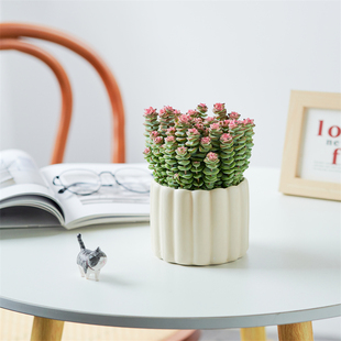 钱串桌面小盆栽招财多肉植物办公室内阳台绿植懒人花好养活小摆件