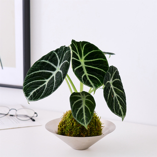 黑天鹅绒苔藓球小盆栽竹芋绿天鹅忍者室内盆栽绿植物北欧简约易活