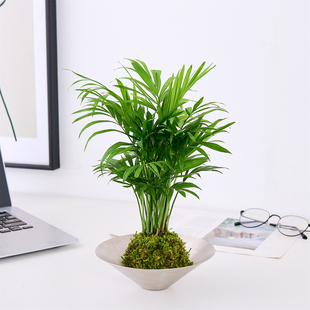 袖 常青水养绿植净化空气 珍椰子苔藓球盆栽客厅室内富贵凤尾竹四季
