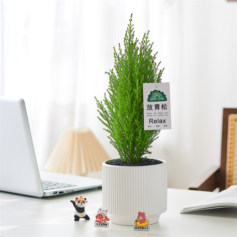 香松办公桌净化空气美观趣味好养