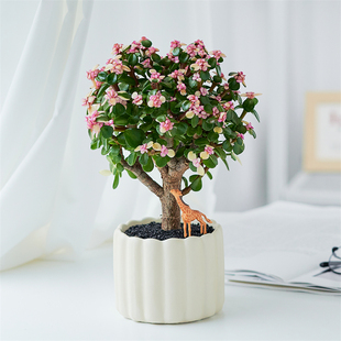 金枝玉叶棒棒糖老桩多肉植物盆栽室内开花绿植办公室花卉四季 好养