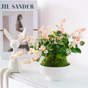 花叶络石水培植物苔藓球茶室办公室桌面盆栽绿植彩色花卉爬藤吊兰