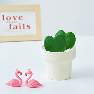 心叶球兰多肉植物一心一意 爱心造型趣味懒人绿植桌面盆栽可爱