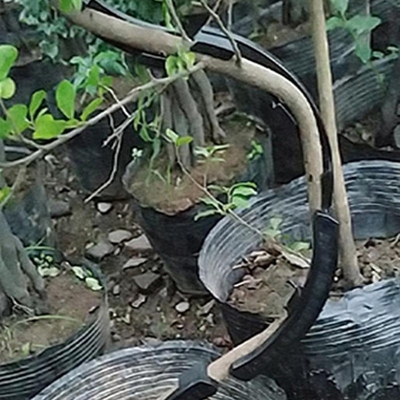 10x Fruit trees twisting branches new bonsai with curved to